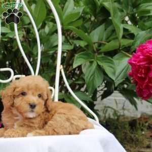 Reef, Miniature Poodle Puppy
